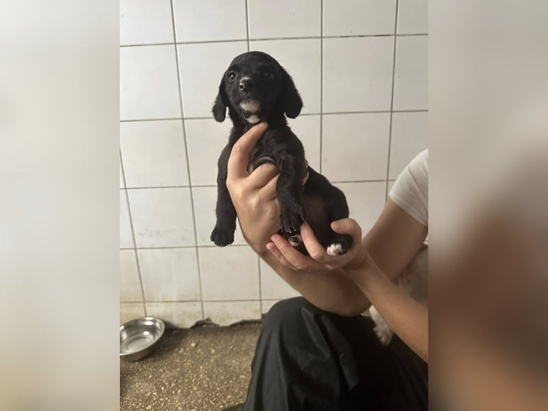 Welpenmädel ALCA sucht ihr Traumkörbchen