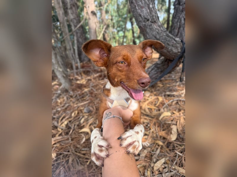 TOFFEE sucht seine Herzensmenschen