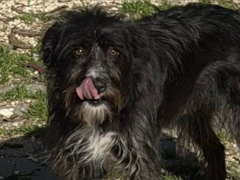 PIMENTA sucht das Glück