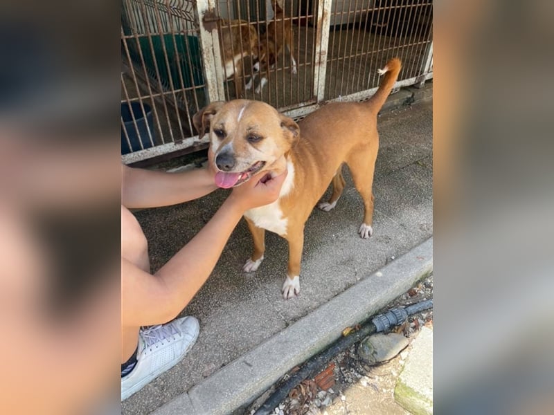 NILO sucht gemütliches Körbchen