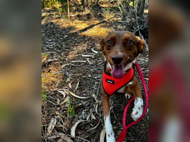 TOFFEE sucht seine Herzensmenschen