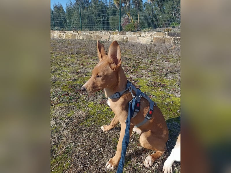 LUKA sucht sein Traumkörbchen