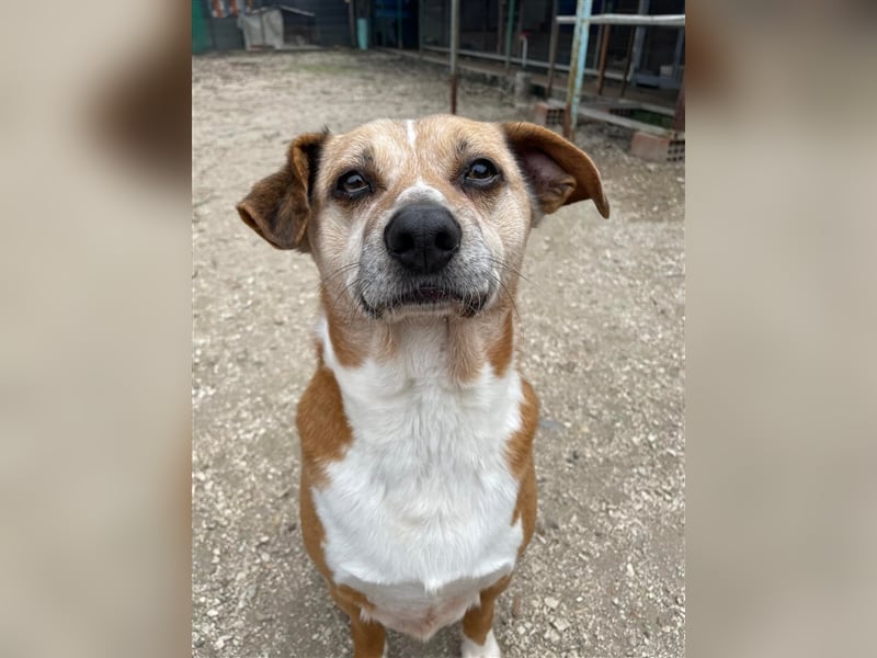 NILO sucht gemütliches Körbchen