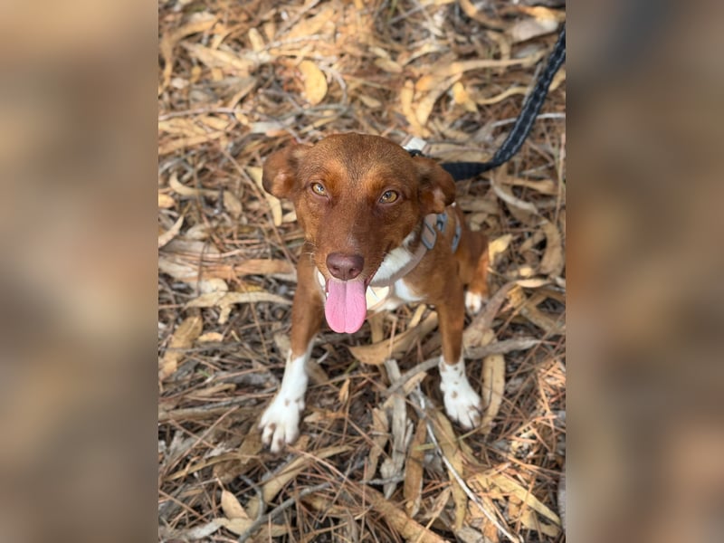 TOFFEE sucht seine Herzensmenschen