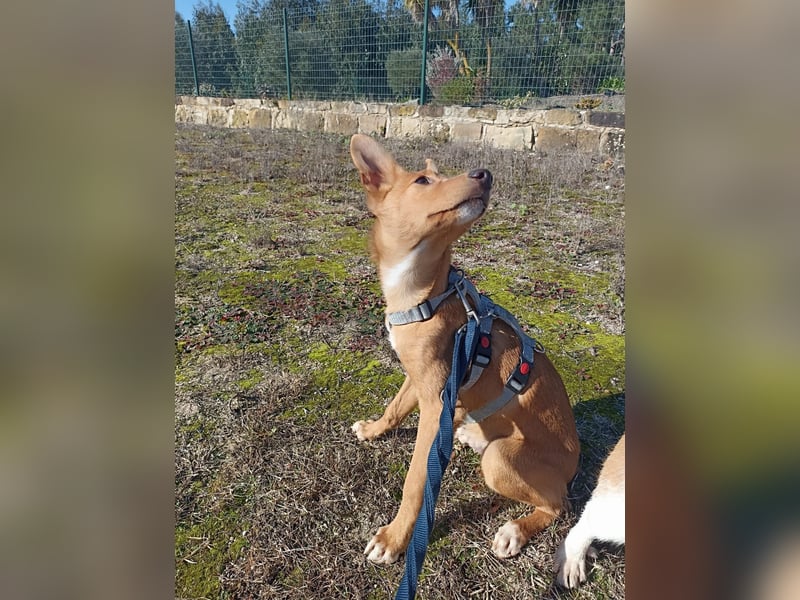 LUKA sucht sein Traumkörbchen
