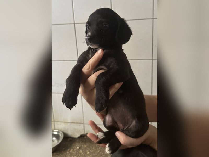 Welpenmädel ALCA sucht ihr Traumkörbchen