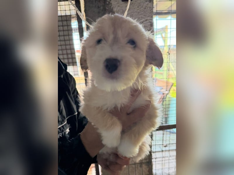 KALLE sucht sein Traumkörbchen