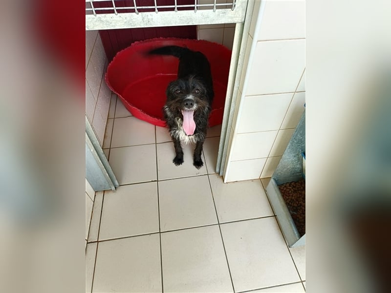 TOMILHO wünscht sich sein Traumkörbchen