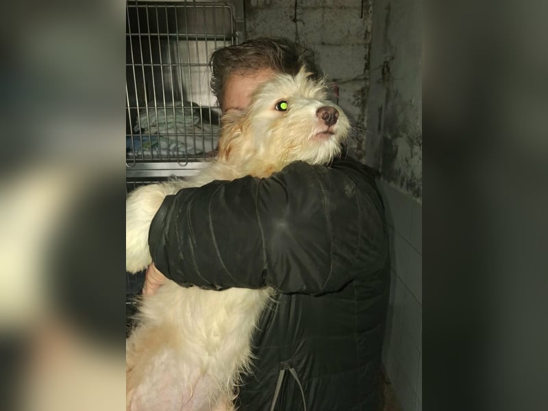 KALLE sucht sein Traumkörbchen