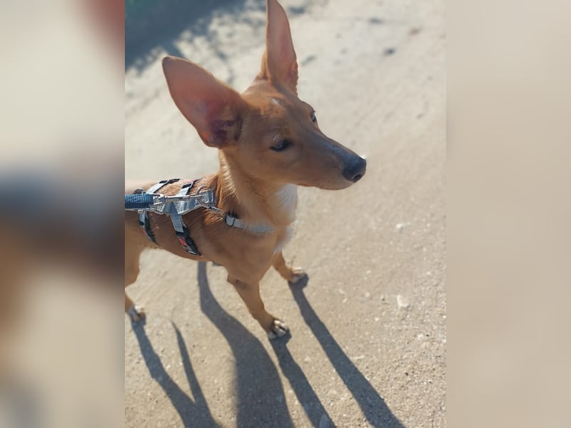 LUKA sucht sein Traumkörbchen