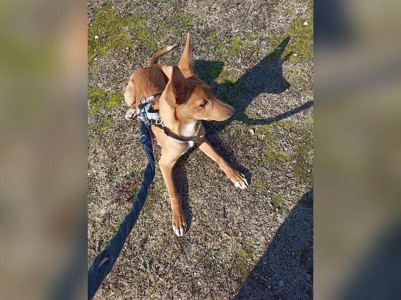 LUKA sucht sein Traumkörbchen