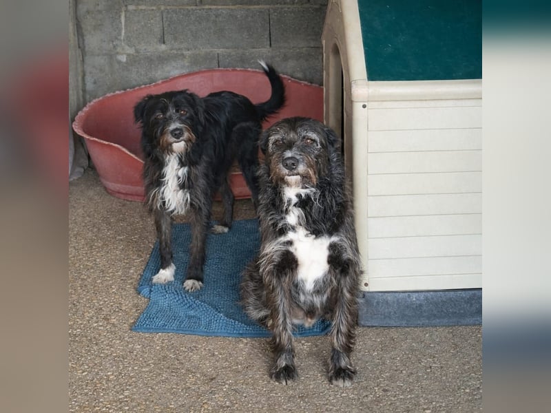 PIMENTA sucht das Glück