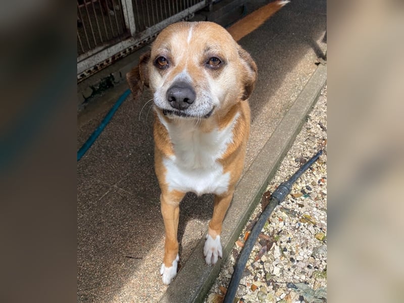 NILO sucht gemütliches Körbchen