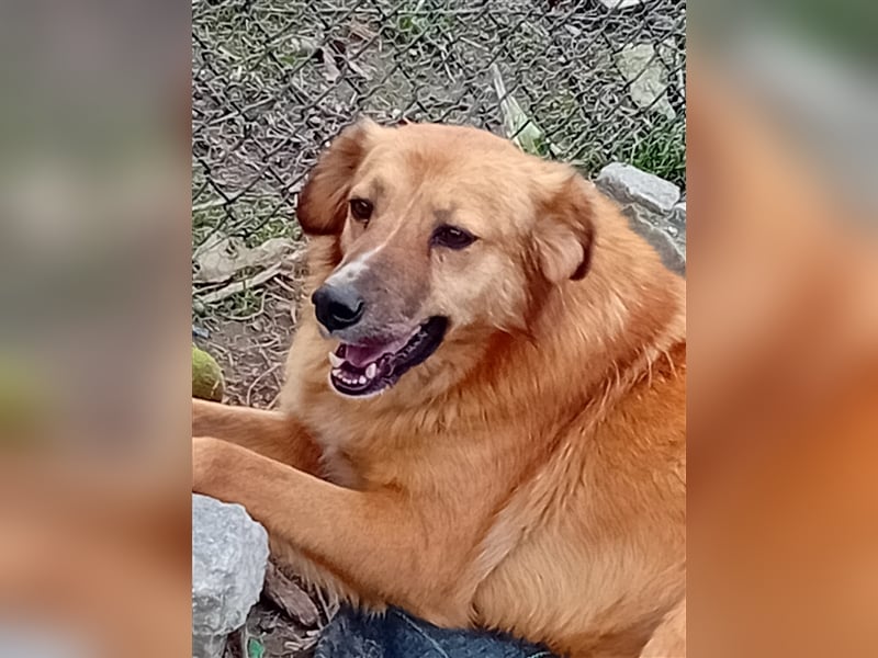 NIKITA sucht ihr Glückskörbchen