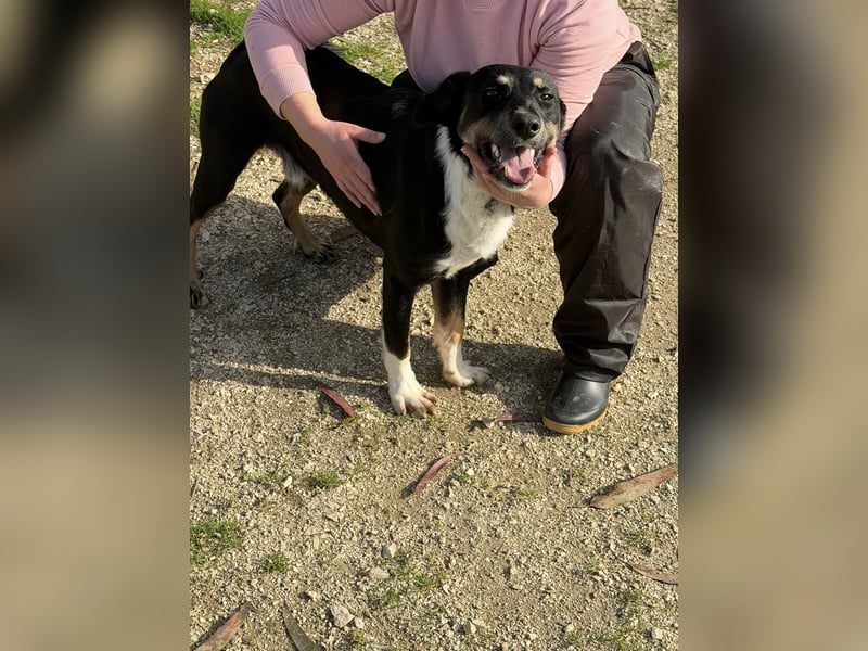 CLYDE – großer Babyblick sucht aktive Familie