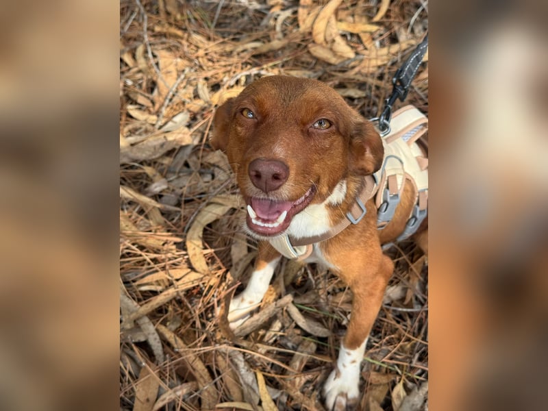 TOFFEE sucht seine Herzensmenschen