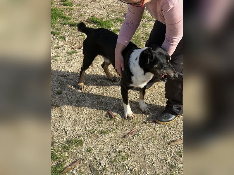 CLYDE – großer Babyblick sucht aktive Familie