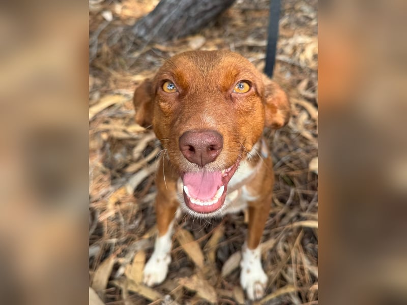 TOFFEE sucht seine Herzensmenschen