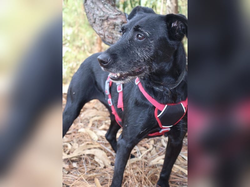 COOKIE wünscht sich ein liebevolles Daheim