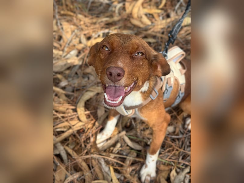 TOFFEE sucht seine Herzensmenschen