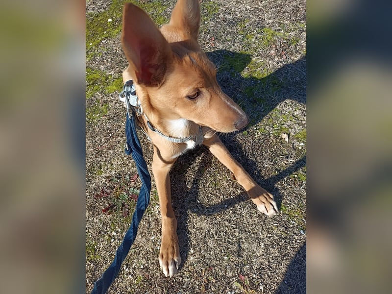 LUKA sucht sein Traumkörbchen