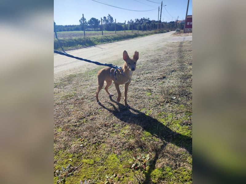 LUKA sucht sein Traumkörbchen
