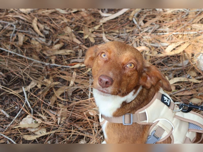 TOFFEE sucht seine Herzensmenschen