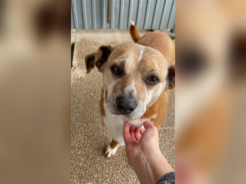 NILO sucht gemütliches Körbchen