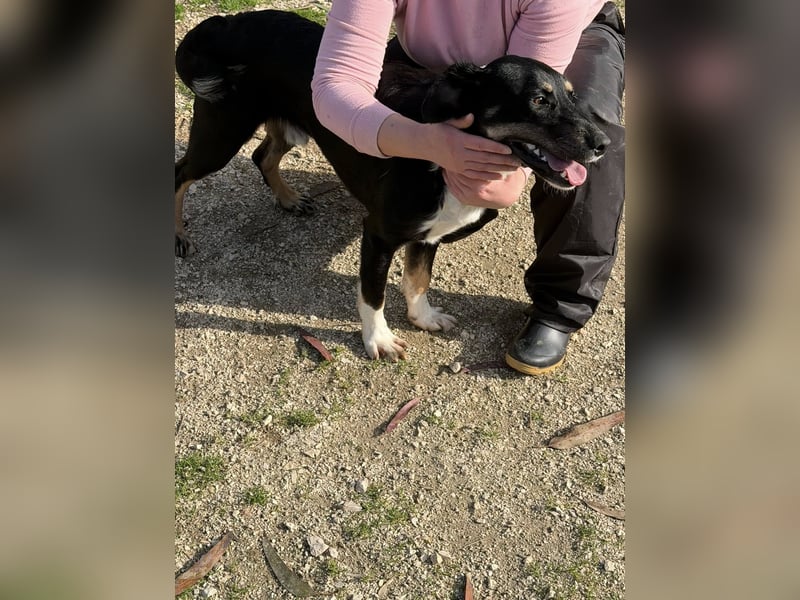 CLYDE – großer Babyblick sucht aktive Familie