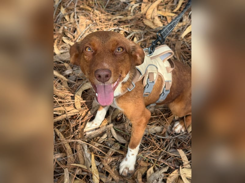 TOFFEE sucht seine Herzensmenschen