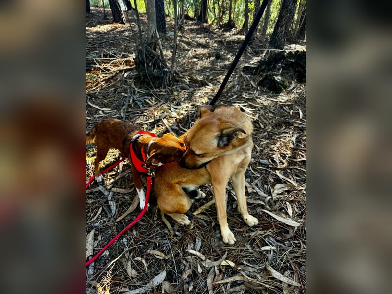 TOFFEE sucht seine Herzensmenschen