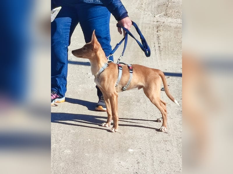 LUKA sucht sein Traumkörbchen