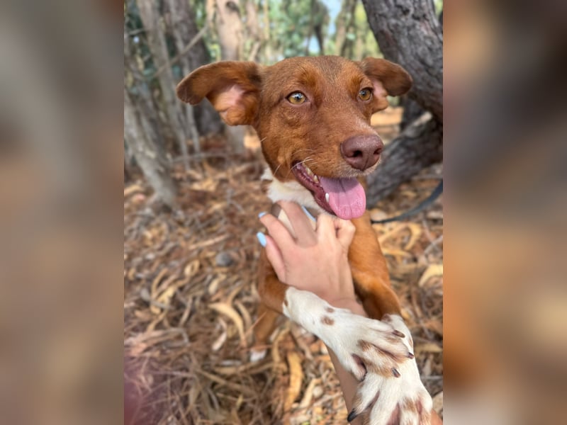 TOFFEE sucht seine Herzensmenschen