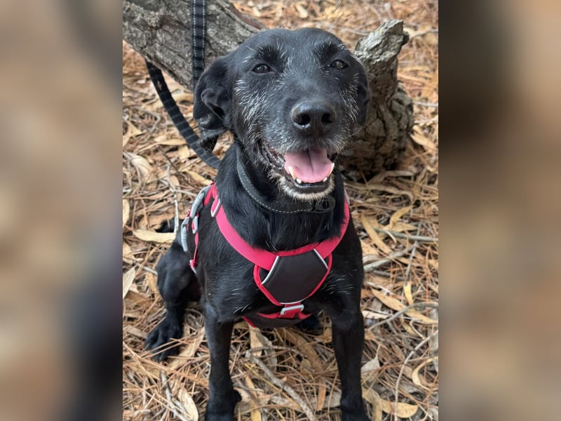 COOKIE wünscht sich ein liebevolles Daheim