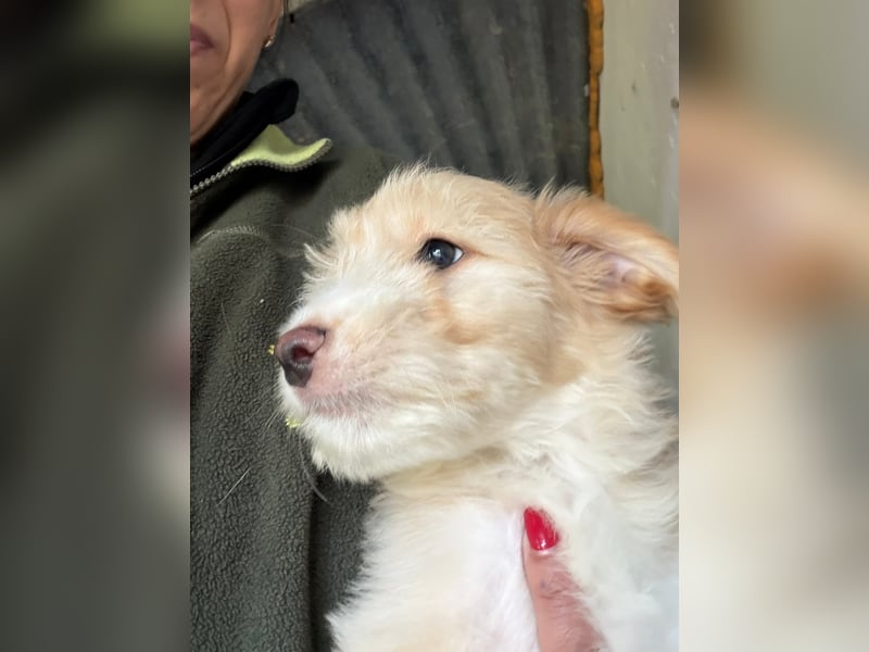 KALLE sucht sein Traumkörbchen