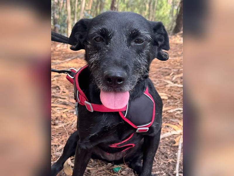 COOKIE wünscht sich ein liebevolles Daheim