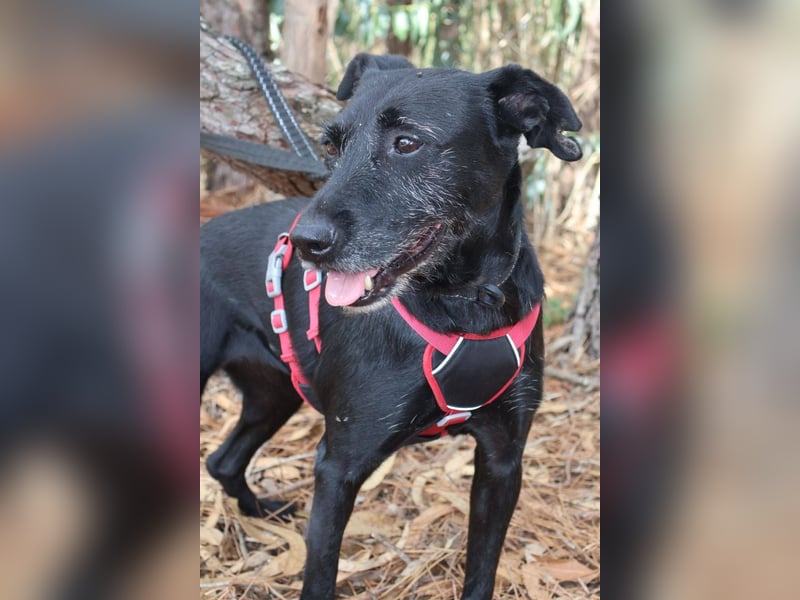 COOKIE wünscht sich ein liebevolles Daheim