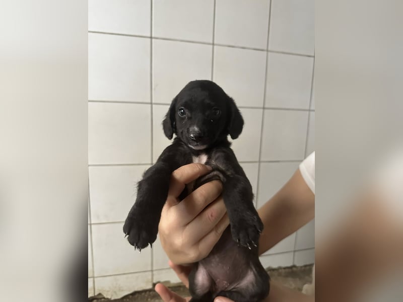 Welpenmädel ALCA sucht ihr Traumkörbchen