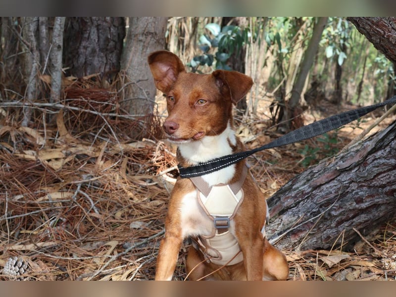 TOFFEE sucht seine Herzensmenschen