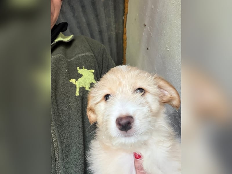 KALLE sucht sein Traumkörbchen