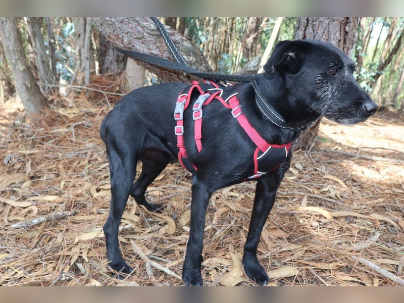 COOKIE wünscht sich ein liebevolles Daheim
