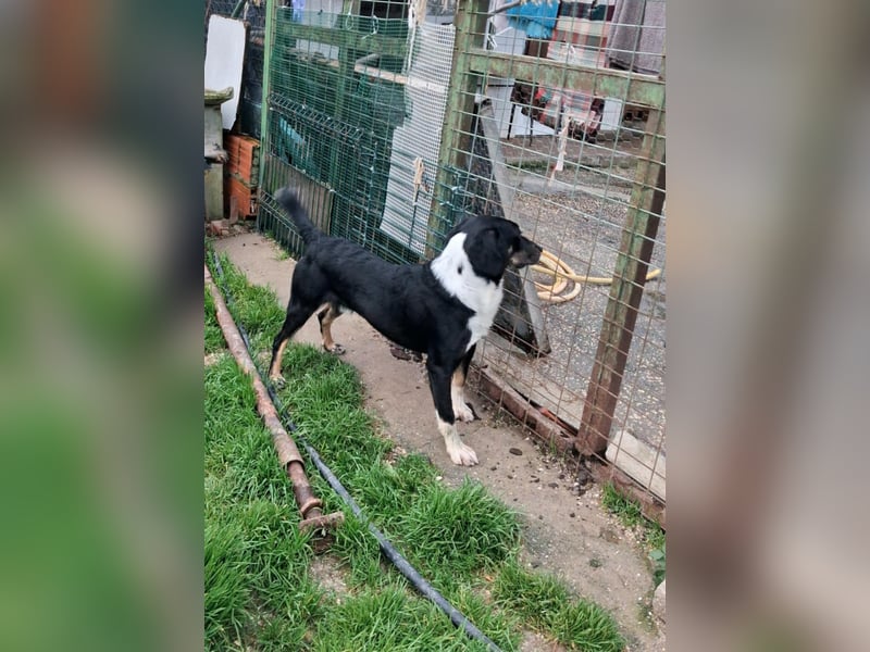 CLYDE – großer Babyblick sucht aktive Familie