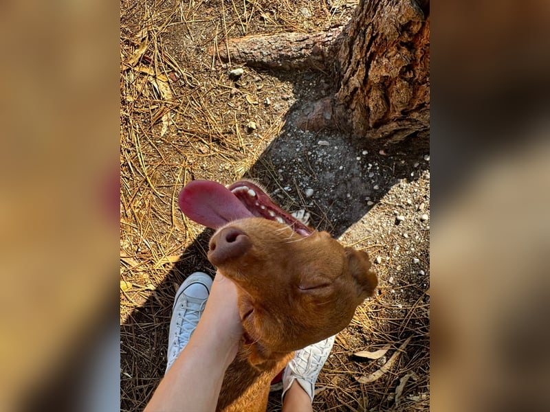 TOFFEE sucht seine Herzensmenschen