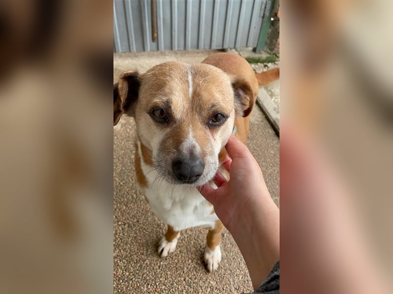 NILO sucht gemütliches Körbchen