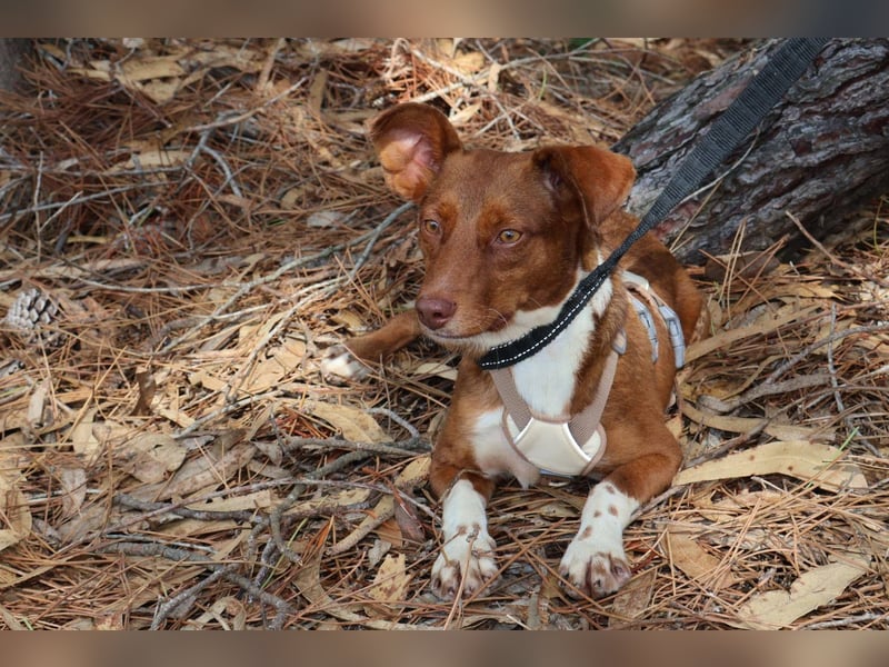 TOFFEE sucht seine Herzensmenschen