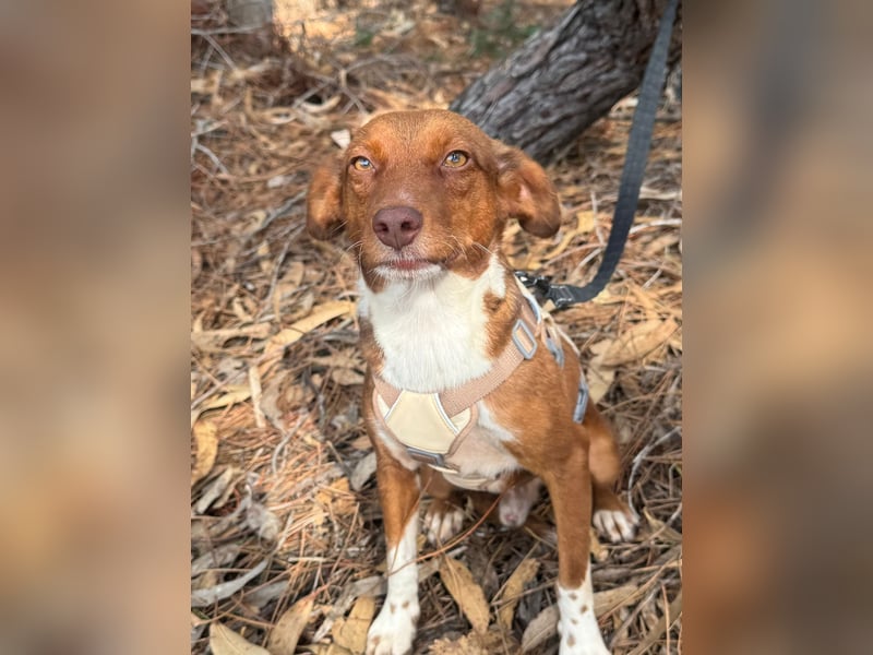 TOFFEE sucht seine Herzensmenschen