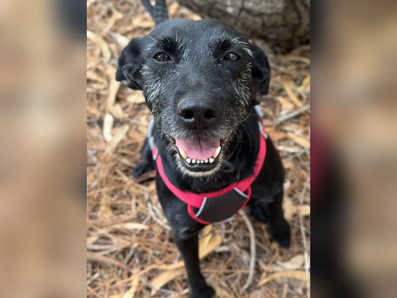 COOKIE wünscht sich ein liebevolles Daheim