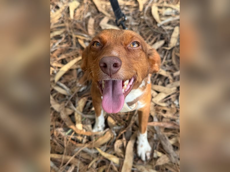 TOFFEE sucht seine Herzensmenschen