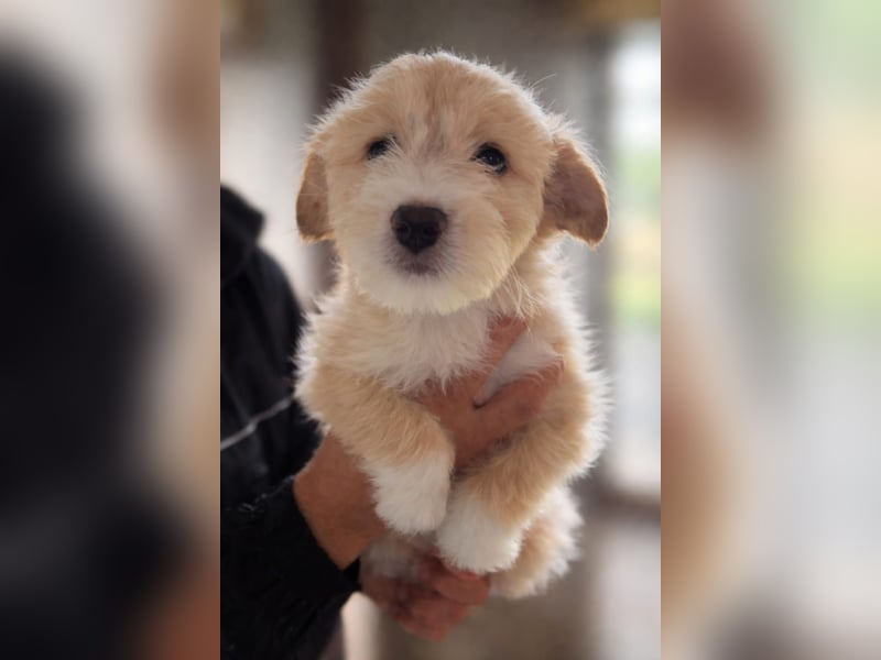 KALLE sucht sein Traumkörbchen