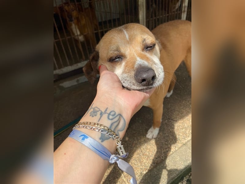 NILO sucht gemütliches Körbchen